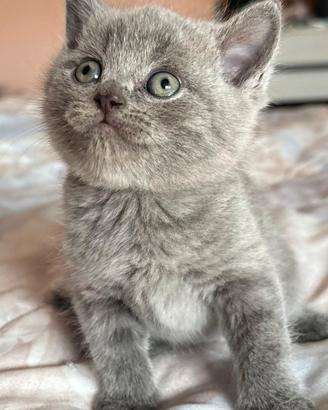 Gattini Scottish straight