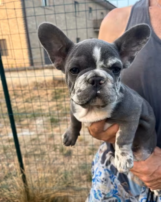 Femminuccia bulldog francese blu merle