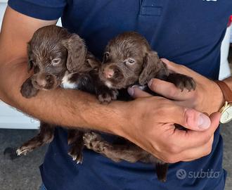 Disponibili due cuccioli maschi cocker
