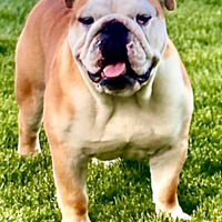 Stallone Bulldog Inglese
