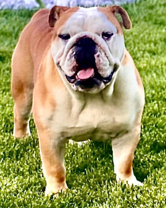 Stallone Bulldog Inglese