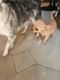 Chihuahua miny toy