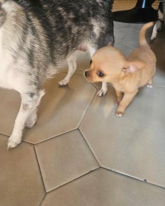 Chihuahua miny toy