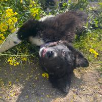 Cucciola border collie incrocio