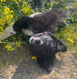 Cucciola border collie incrocio