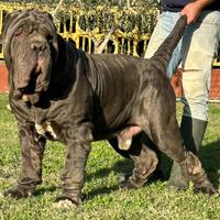 Mastino Napoletano