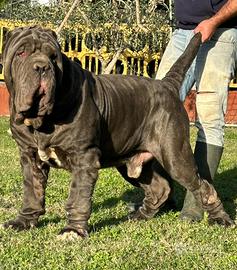 Mastino Napoletano