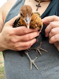 Pulcini/galline Sebright e Braekel da abbraccio