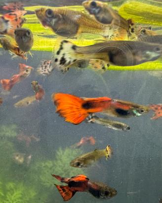 Pesci - guppy