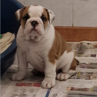 Cucciola Bulldog Inglese