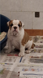 Cucciola Bulldog Inglese