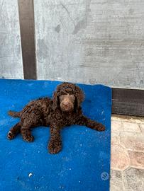 BarboncinoBarbone Grande Mole