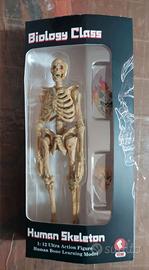 Human skeleton 1;12" - biology class