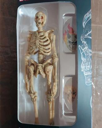 Human skeleton 1;12" - biology class