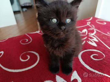 Gattina XXL Maine coon