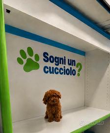 Barboncino toy red femmina con pedigree
