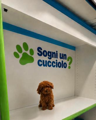 Barboncino toy red femmina con pedigree