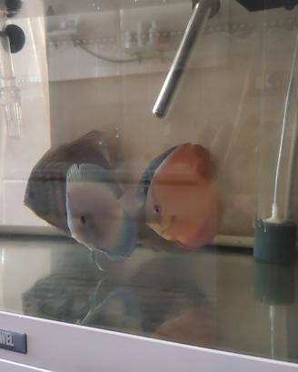 5 discus escluso il Red Cover genitori f3