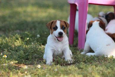 Jack Russell terrier