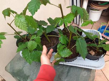 More rampicanti senza spine