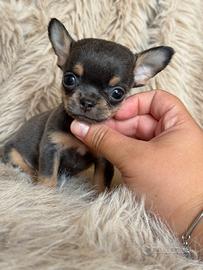 Chihuahua mini occhi verdi