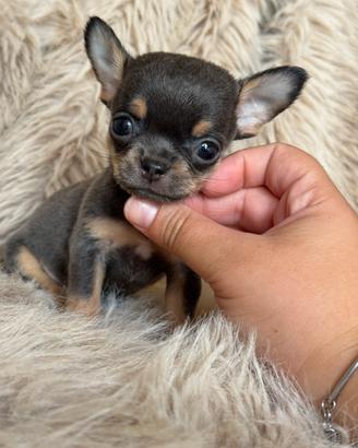 Chihuahua mini occhi verdi