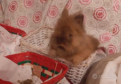 Coniglietti Stupendi di Angora