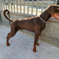 Dobermann