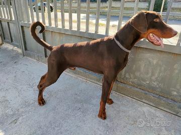 Dobermann