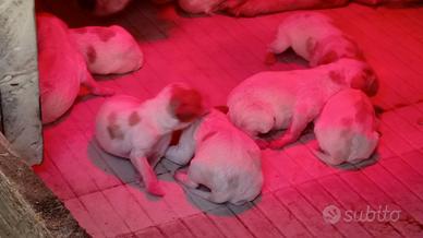 Breton cuccioli con pedigree