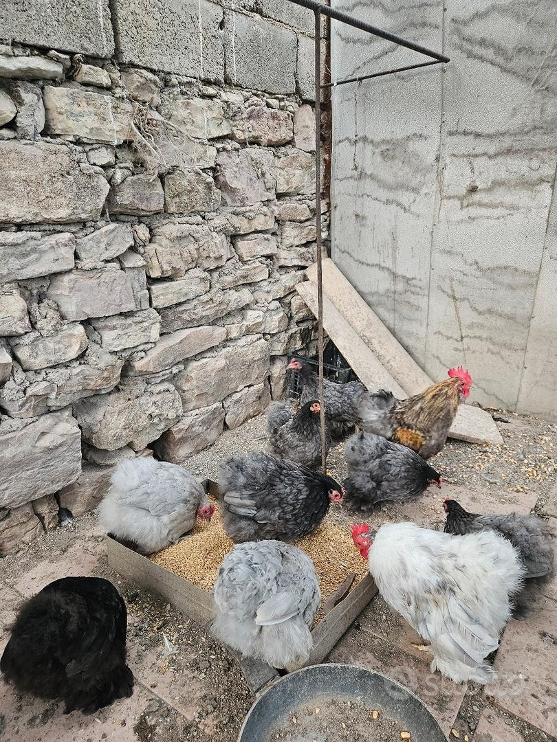 Cocincine nane - Animali In vendita a Agrigento