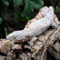 R.leachianus Nuu Ami 2025