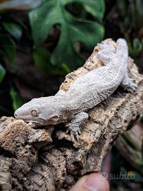 R.leachianus Nuu Ami 2025