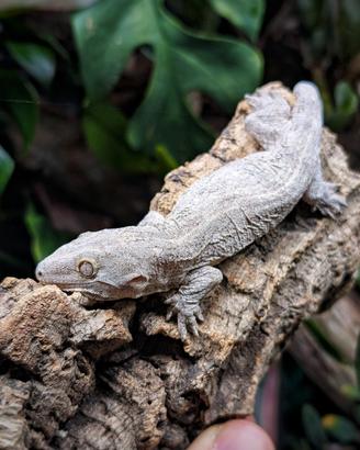 R.leachianus Nuu Ami 2025