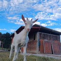 Capretto maschio/razza camosciata x saanen