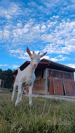 Capretto maschio/razza camosciata x saanen