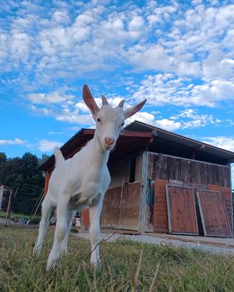 Capretto maschio/razza camosciata x saanen