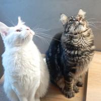 Maine Coon stalloni per accoppiamento