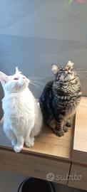 Maine Coon stalloni per accoppiamento