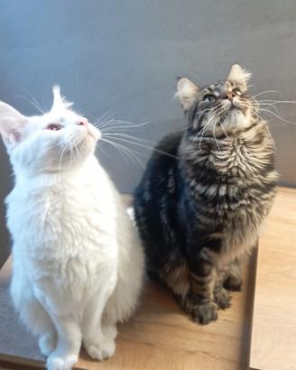 Maine Coon stalloni per accoppiamento