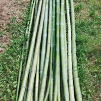 Bamboo orto e giardino