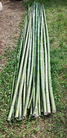 Bamboo orto e giardino