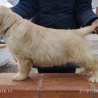 Golden Retriever da Allevamento ENCI