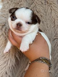 Chihuahua femmina