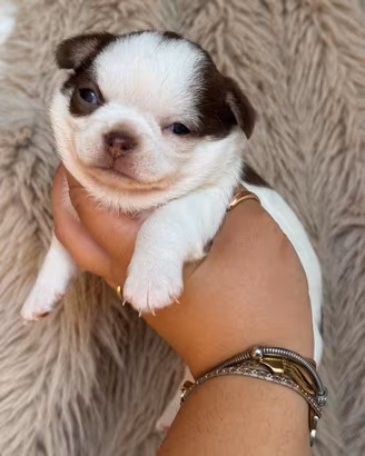 Chihuahua femmina