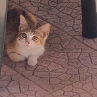 Gattina da adottare