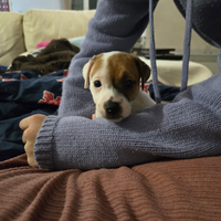 Cuccioli Jack Russell Terrier