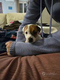Cuccioli Jack Russell Terrier