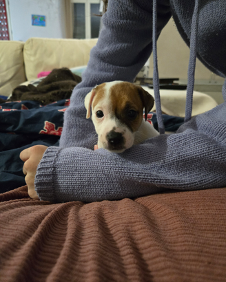 Cuccioli Jack Russell Terrier