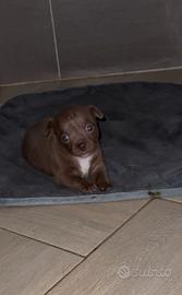 Chihuahua Maschietto stupendo meraviglioso